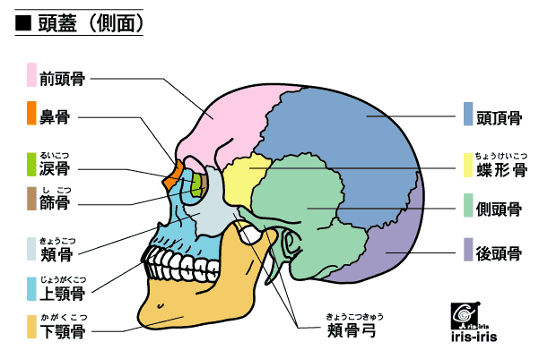 zugaikotusokumen.gif